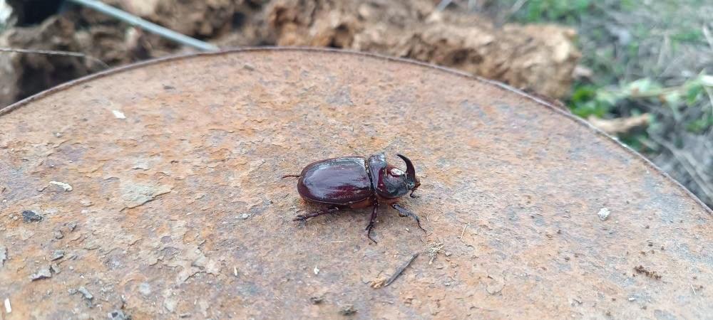 Dünyanın en güçlü böceği Hakkari'de ortaya çıktı! Değeri 90 bin dolar