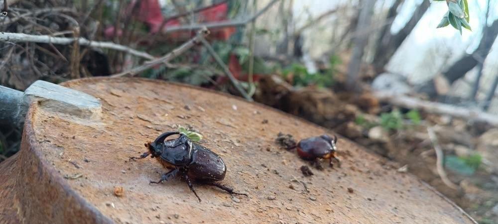 Dünyanın en güçlü böceği Hakkari'de ortaya çıktı! Değeri 90 bin dolar