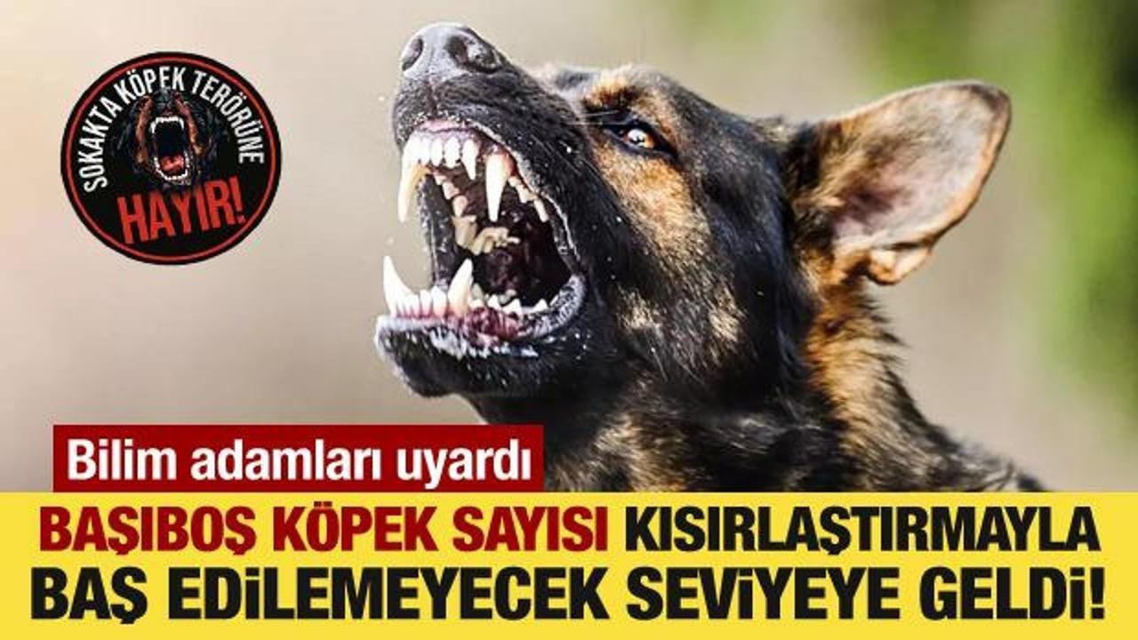 Başıboş köpek tehdidi... Dünya üçüncüsü Türkiye'nin mavi bayrakları elinden alınabilir!