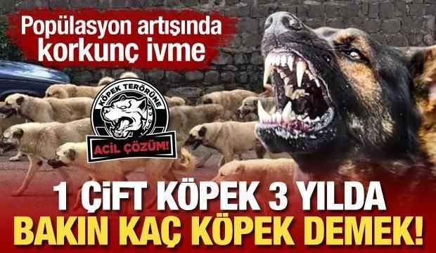 MHP lideri Bahçeli'den başıboş köpeklere ilişkin açıklama: Çok tehlikeli boyutlara ulaştı