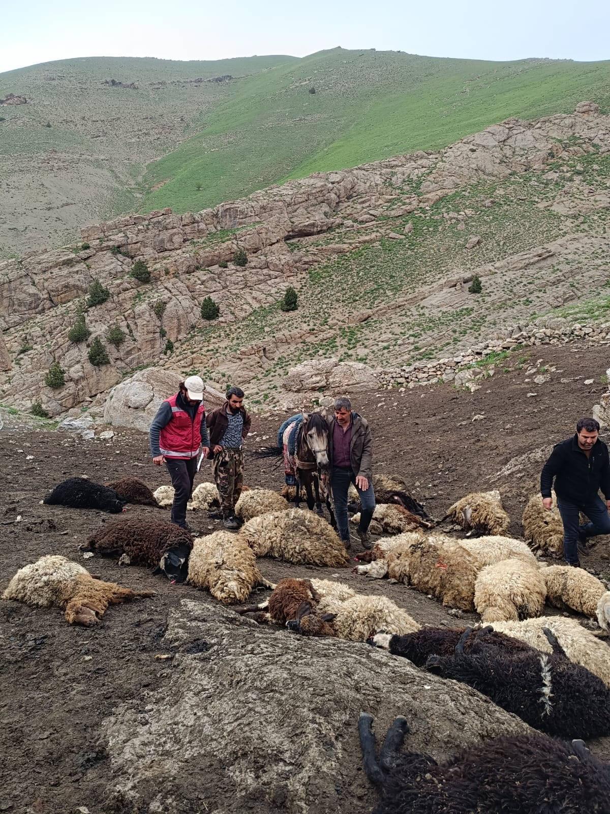 Kurt sürüsü dehşet saçtı: 100 koyun telef oldu