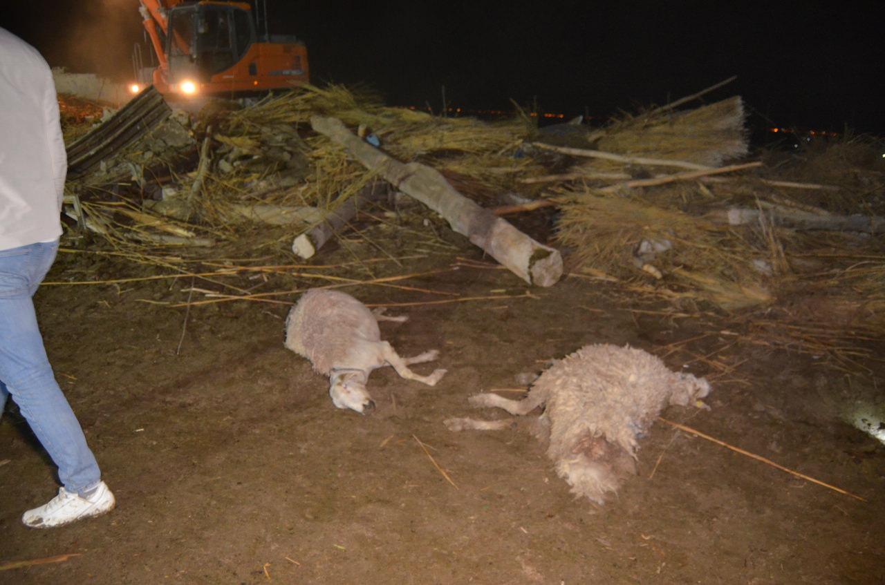 Kerpiçten yapılan ahır yağmur suyunun ağırlığına dayanamayarak çöktü: 50 hayvan öldü