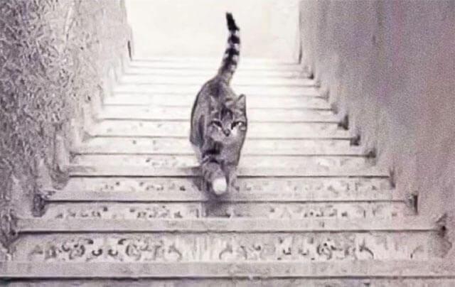 Optik illüzyonlu kişilik testi: Bu kedi görseli iyimser mi yoksa kötümser bir kişi mi olduğunuzu ortaya çıkaracak