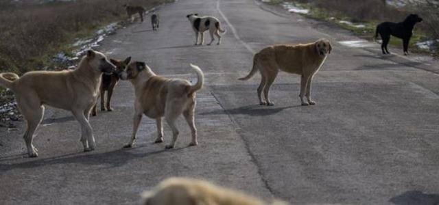 Yavaş’tan başıboş sokak köpekleriyle ilgili çarpıcı sözler: Sadece kısırlaştırmak yetmez