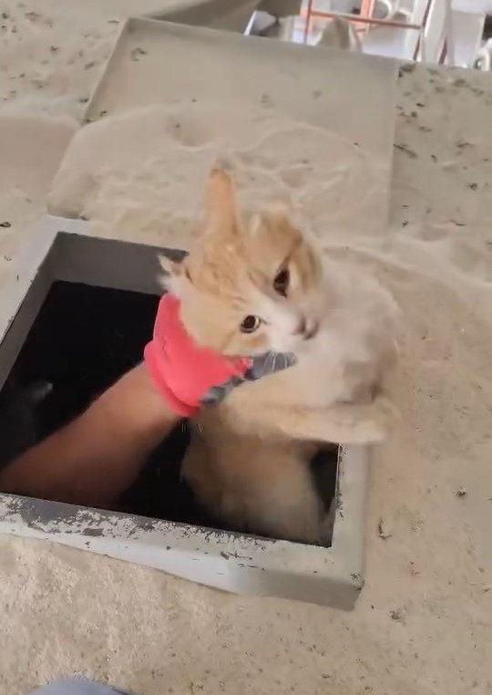 Kimyasal makinesinin içine düşen kedi son anda kurtarıldı