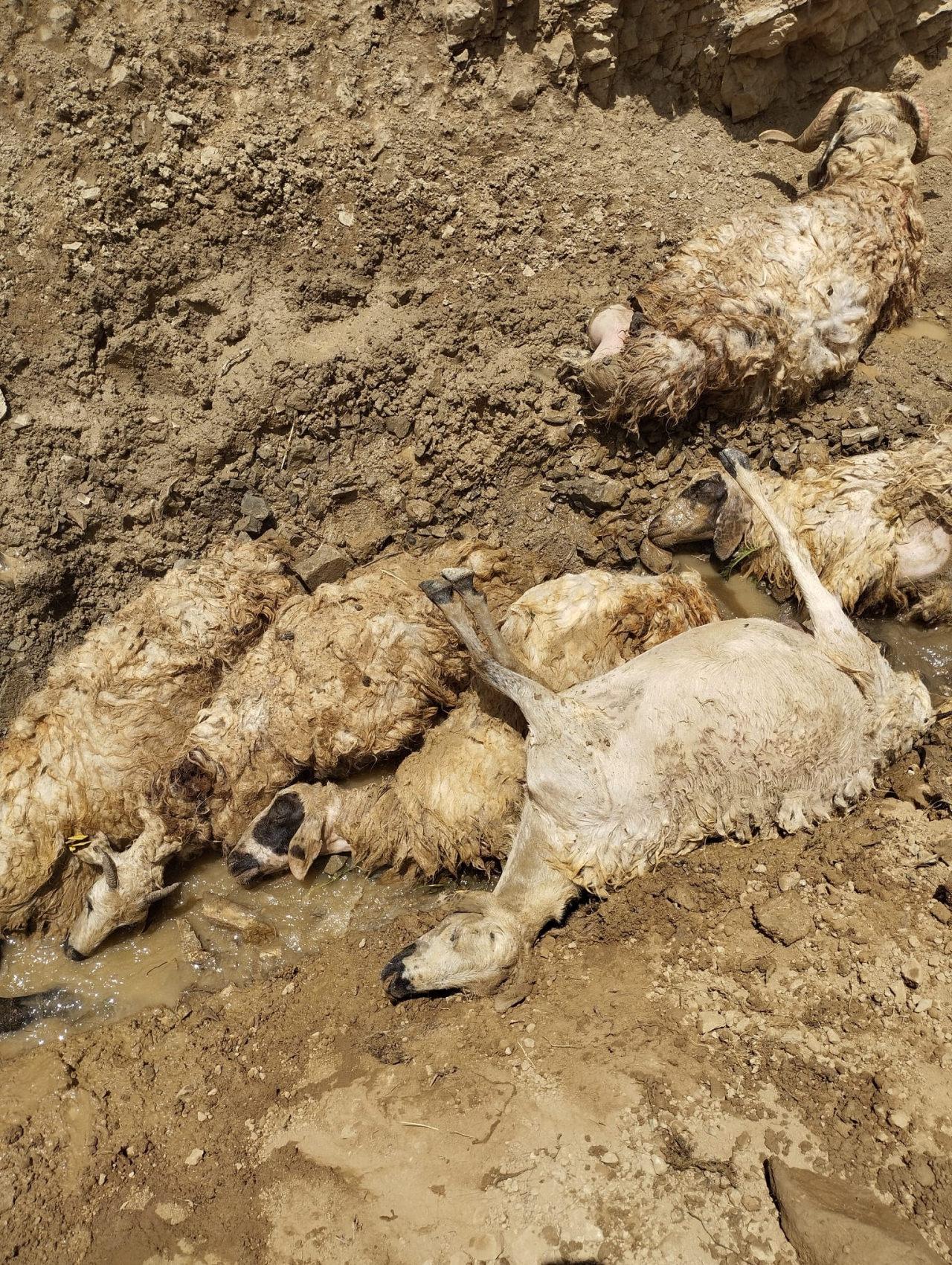 27 koyun uçurumdan atlayıp öldü