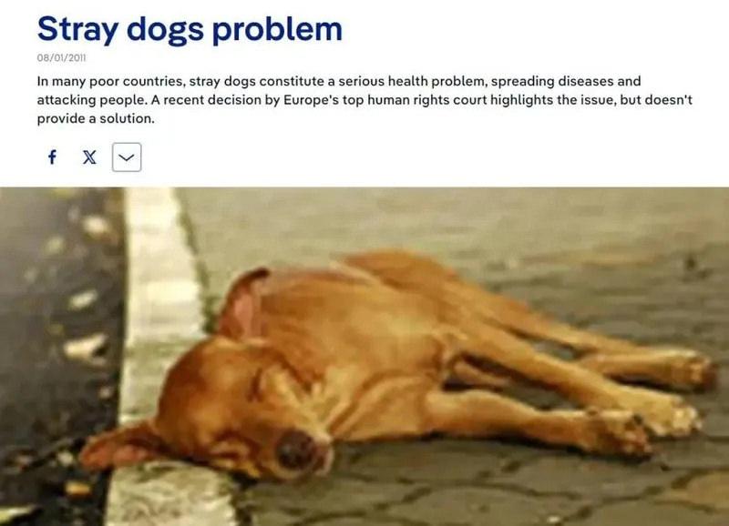 Başıboş köpeklerin toplanmasına karşı çıkan Almanya'dan itlaf kararı!