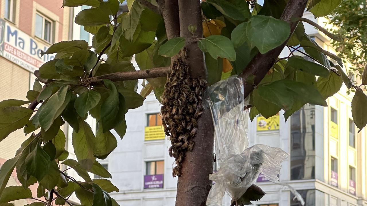 Hakkari'de yüzlerce bal arısı kent merkezindeki parkı mesken tuttu