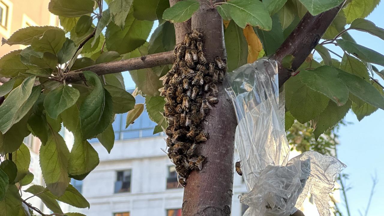 Hakkari'de yüzlerce bal arısı kent merkezindeki parkı mesken tuttu
