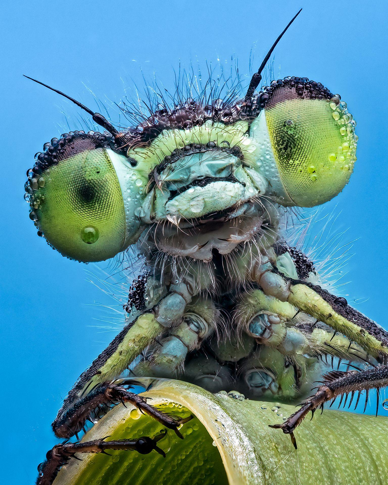 Böcek fotoğrafları yarışmasının kazananı guguklu arılar oldu - Son Dakika Yaşam Haberleri | Cumhuriyet