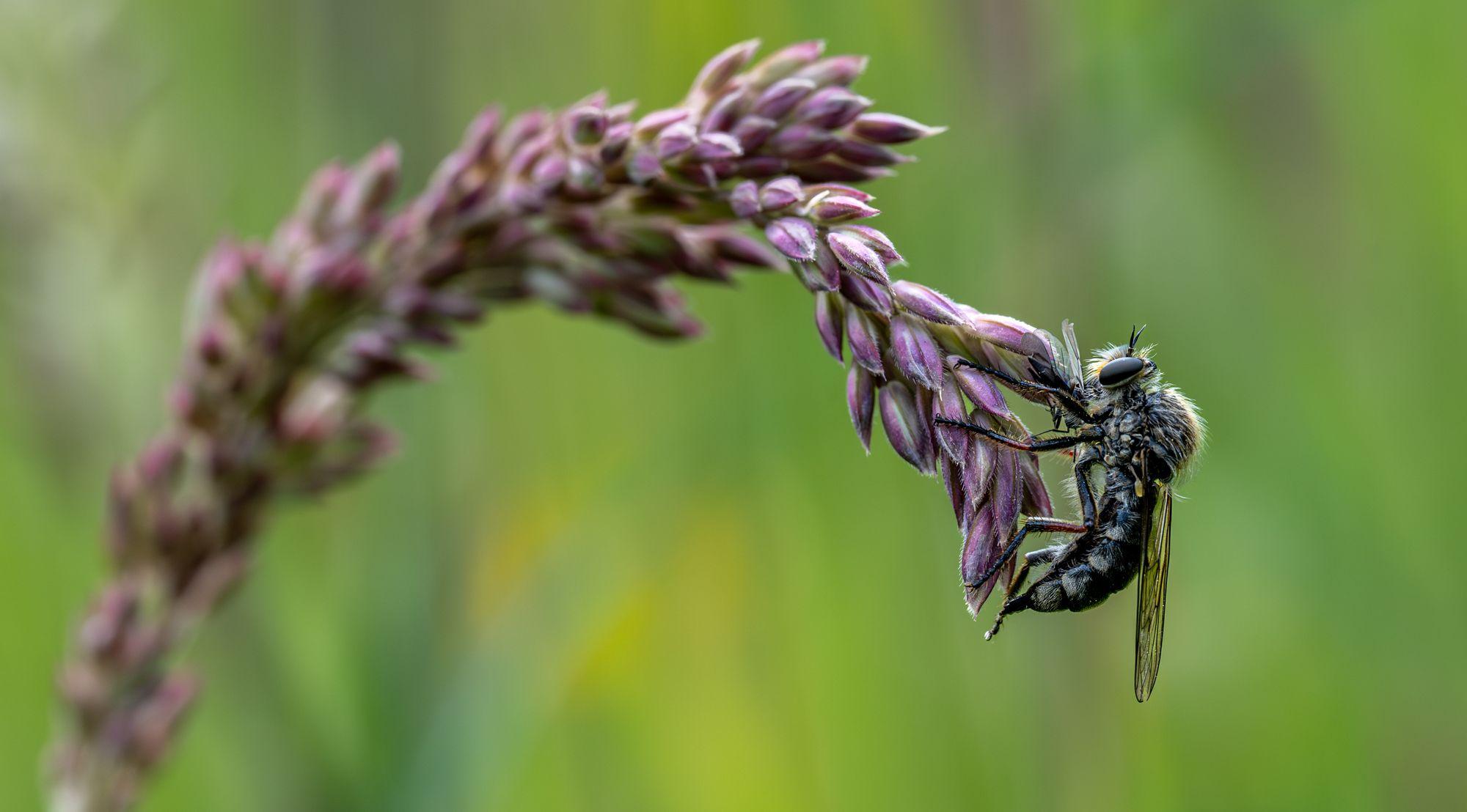 Böcek fotoğrafları yarışmasının kazananı guguklu arılar oldu - Son Dakika Yaşam Haberleri | Cumhuriyet