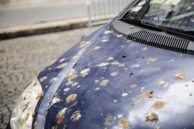 Aracınızın düşmanıyla savaşın: Arabadan kuş pisliği lekesi temizlemenin en kolay yolu