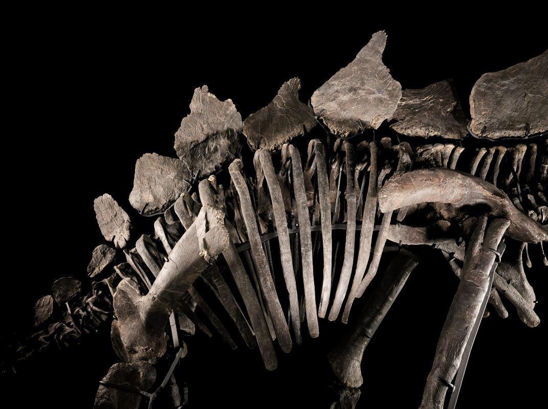 Stegosaurus fosili rekor kırarak tarihe geçti: Tam 44,6 milyon dolara satıldı!