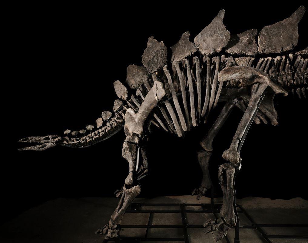 Stegosaurus fosili rekor kırarak tarihe geçti: Tam 44,6 milyon dolara satıldı!