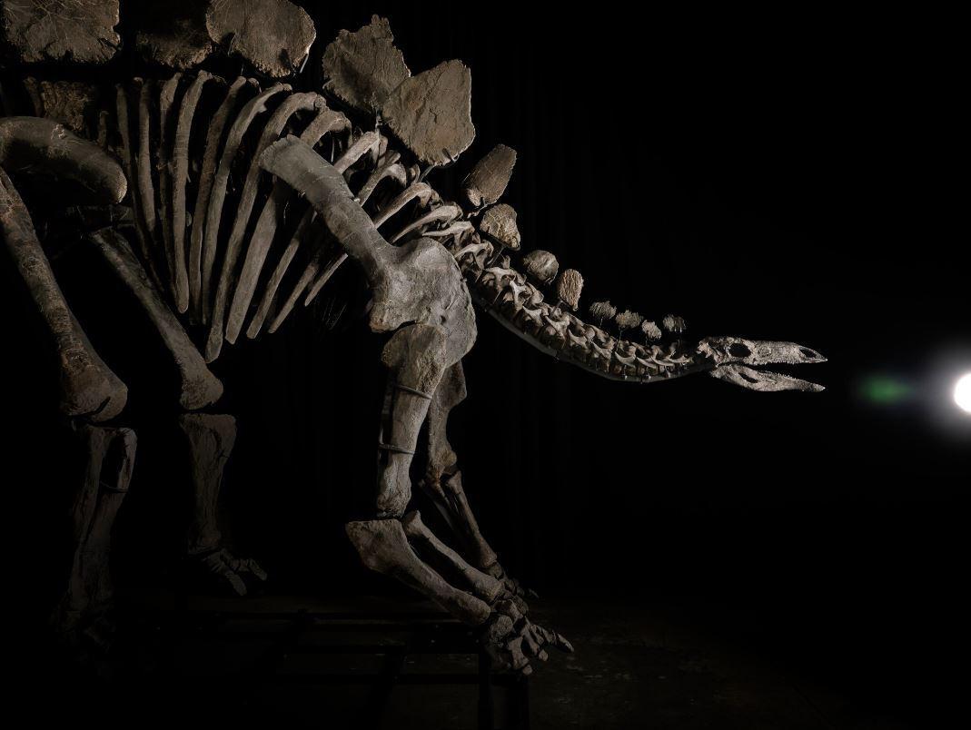 Stegosaurus fosili rekor kırarak tarihe geçti: Tam 44,6 milyon dolara satıldı!