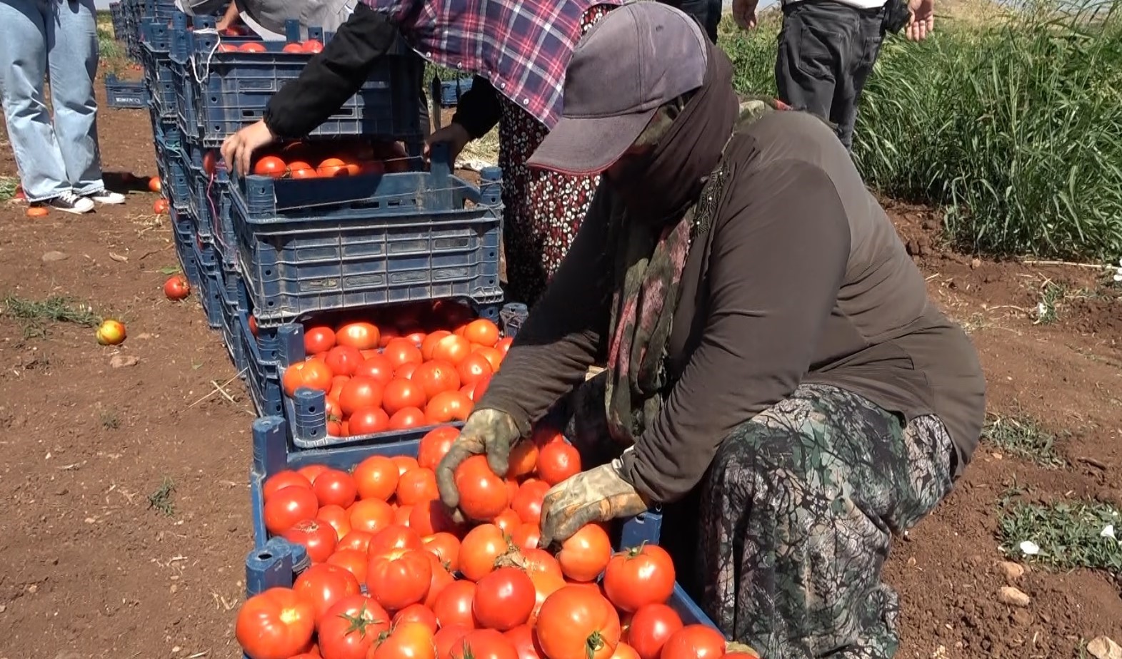 Gaziantep’te kadınların domates hasadı başladı