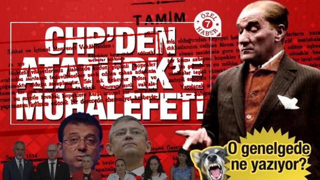 Köpek sorunu için akıl veren İmamoğlu 6 yılda sıfır çekti! İhmal üstüne ihmal