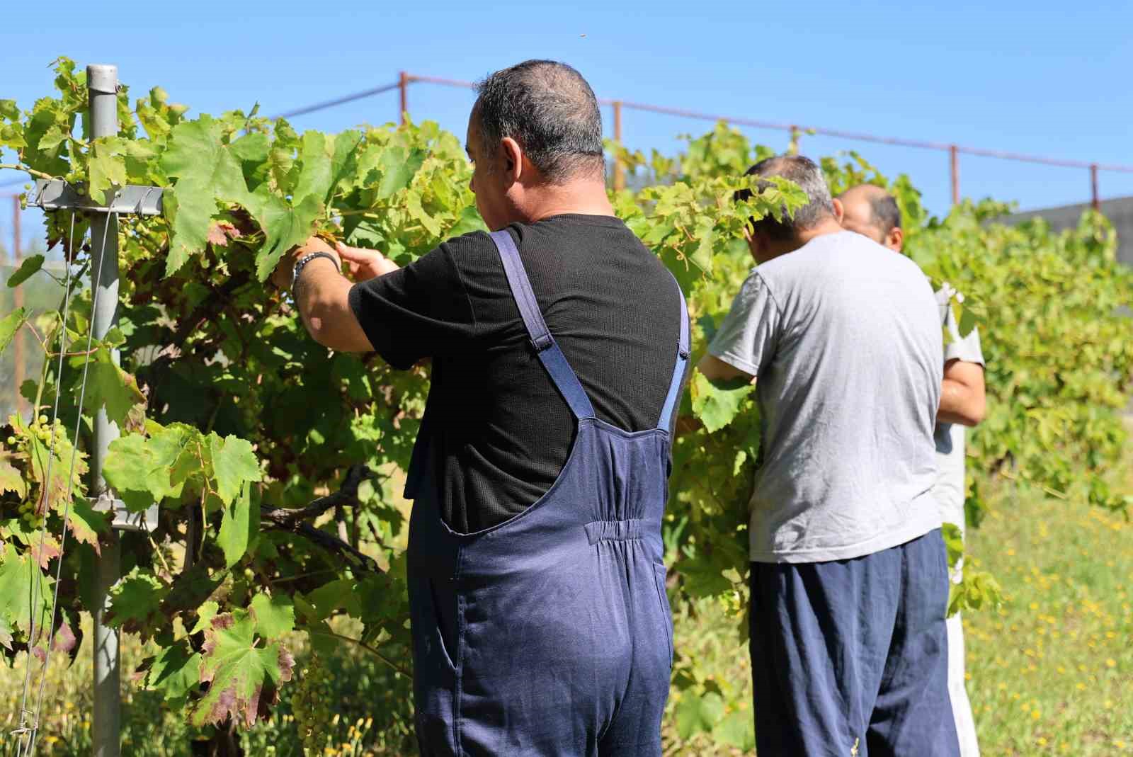 Adana’da ruh sağlığı tedavisi görenler tarımla terapi oluyor