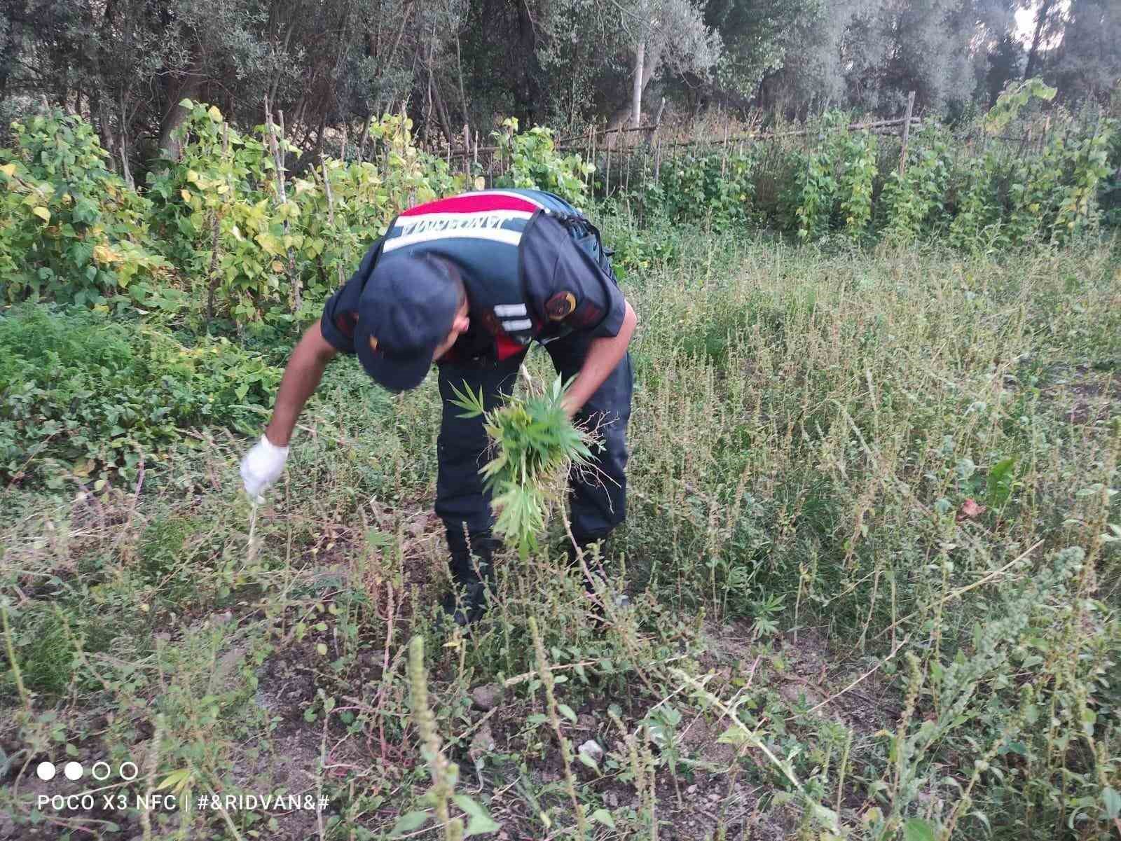 Yozgat’ta 14 kök kenevir ele geçirildi