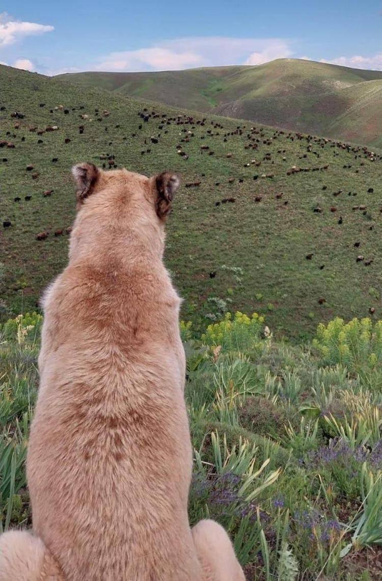 Kayıp sandıkları çoban köpekleri Kral'ı, yaylada doğum yapan koyunun yanında buldular