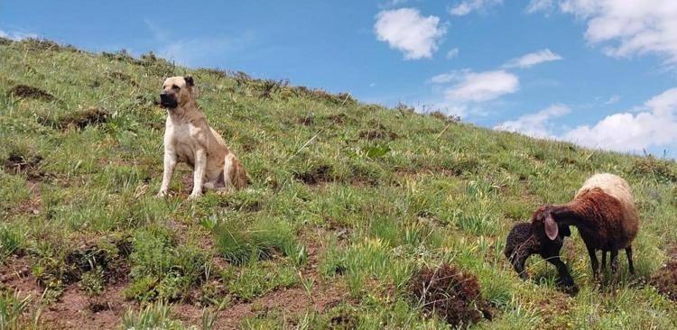 Kayıp sandıkları çoban köpekleri Kral'ı, yaylada doğum yapan koyunun yanında buldular