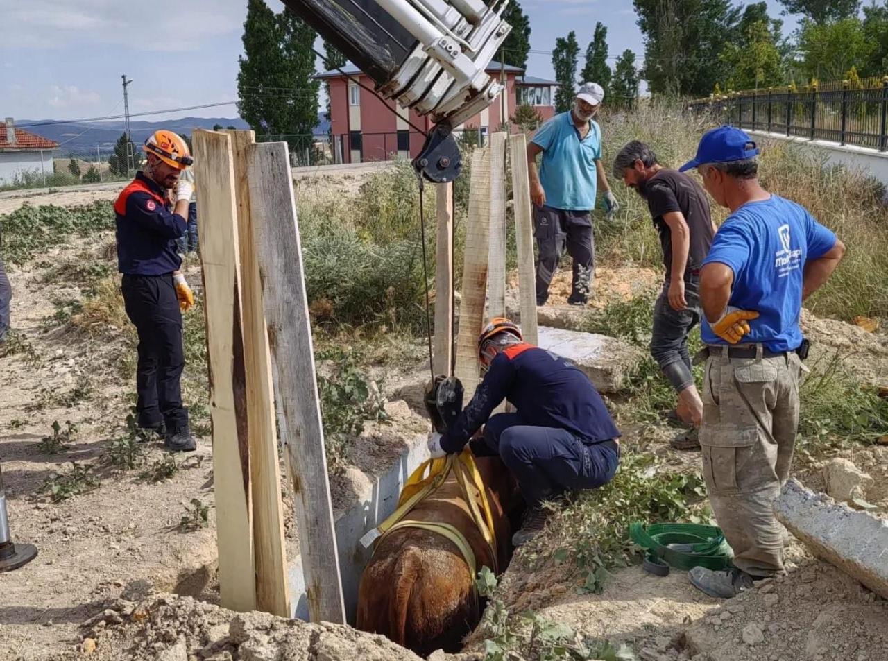 Menfeze düşen inek AFAD tarafından kurtarıldı