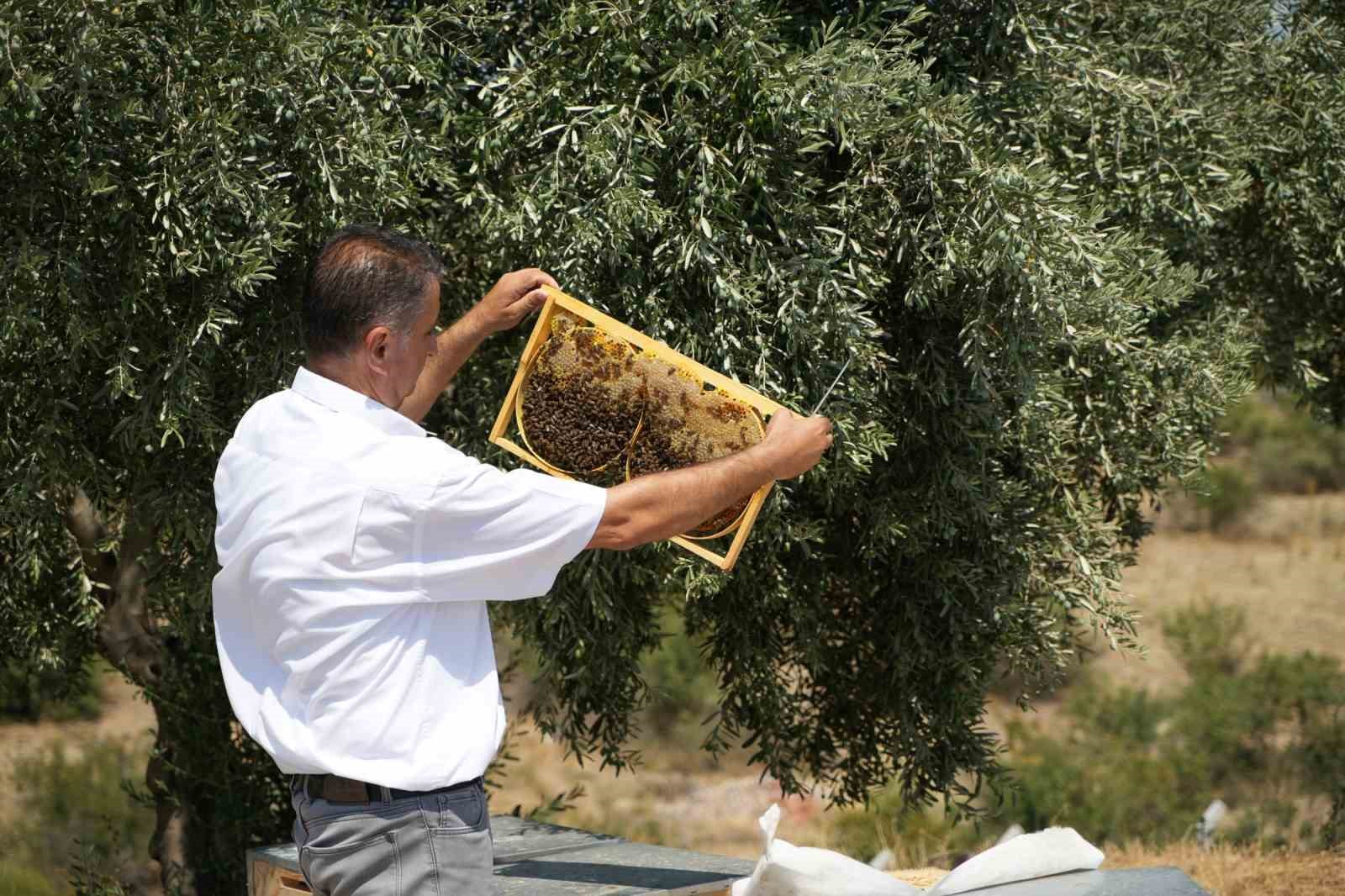 Manisa’da aşırı sıcaklar bal üretimini etkiledi