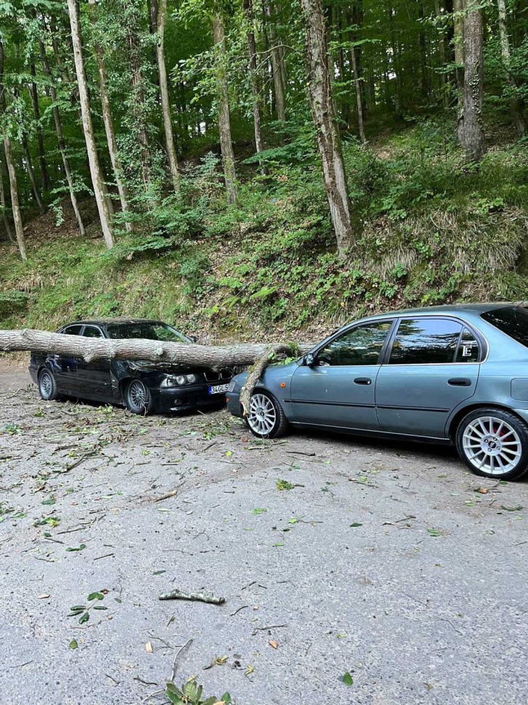 Belgrad Ormanı'nda park halindeki 2 otomobilin üzerine ağaç devrildi - Son Dakika Türkiye Haberleri | Cumhuriyet