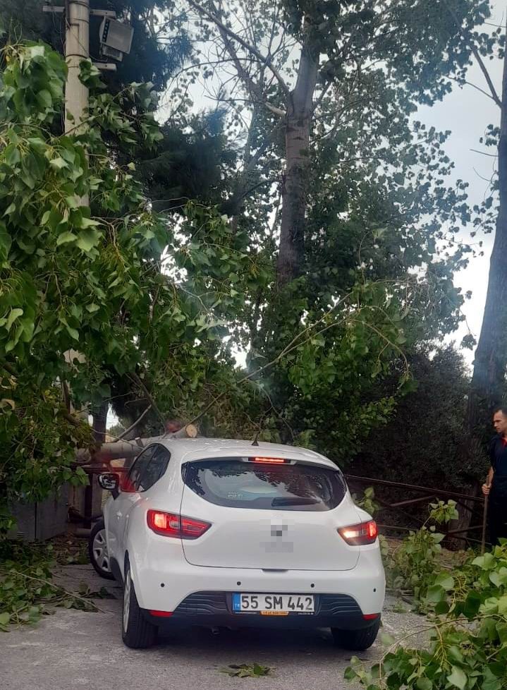 Fırtına ağacı kökünden söktü: 1 otomobil zarar gördü