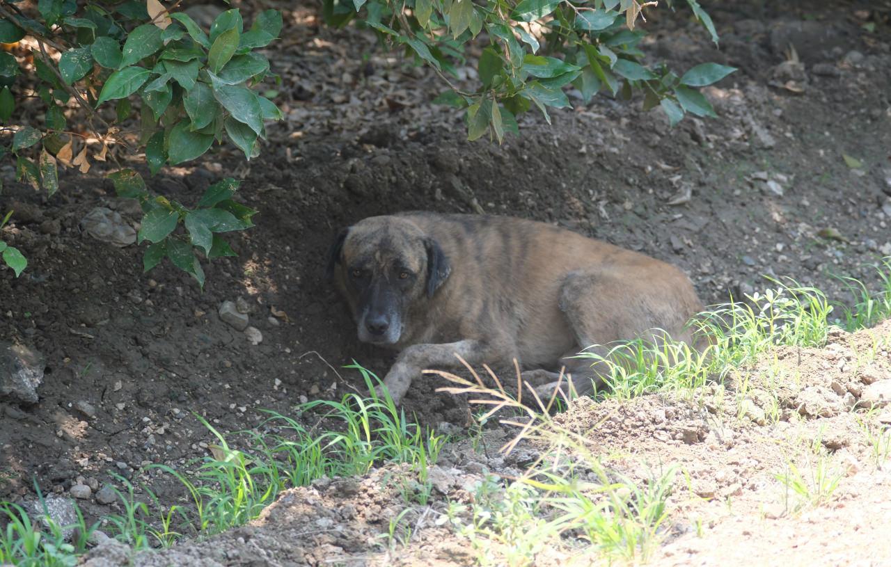 Köpeklerin saldırısına uğrayan çocuk ölümden döndü: 18 gün sonra taburcu oldu