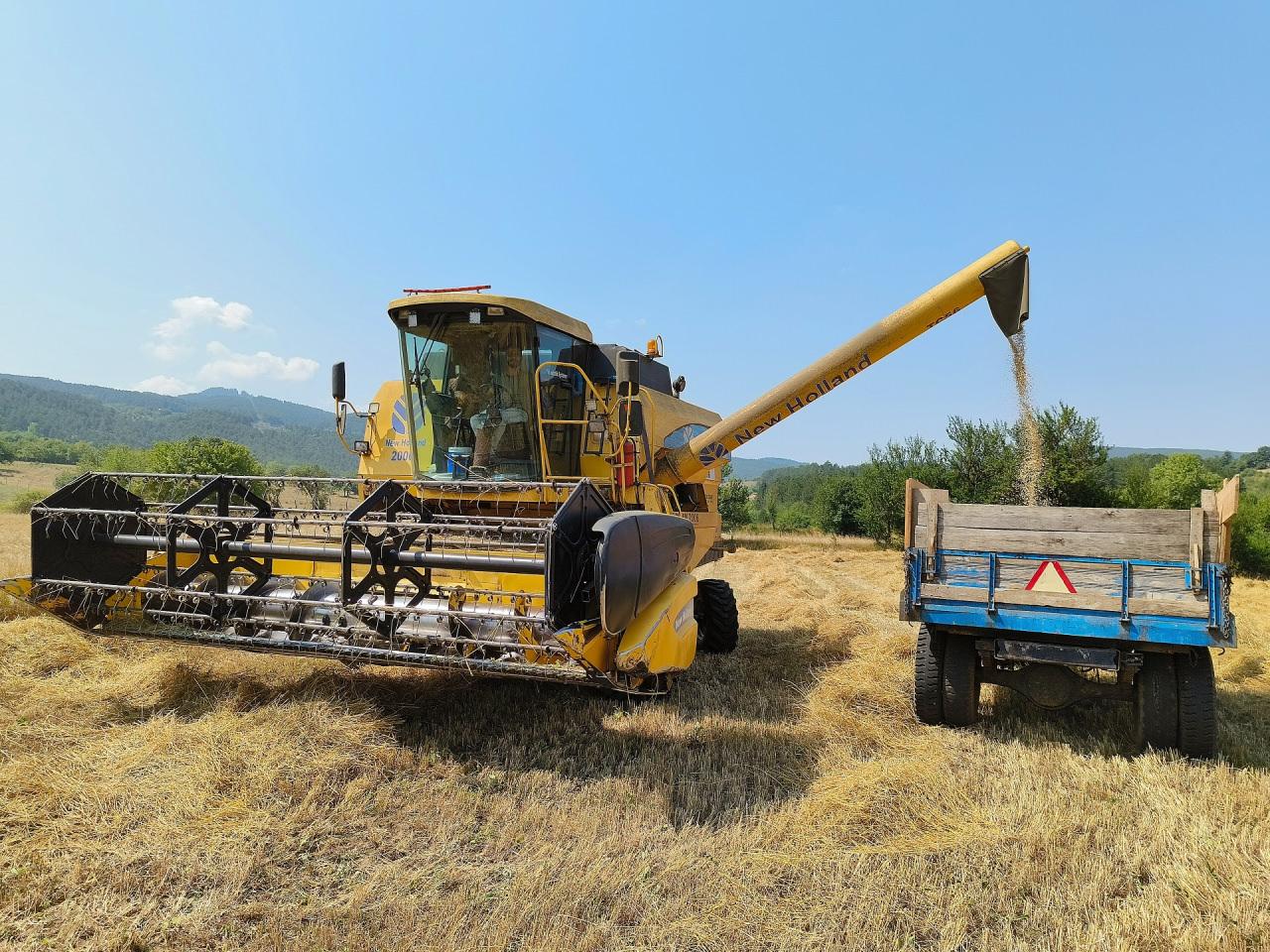 Kastamonu'da siyez buğdayının hasadı başladı