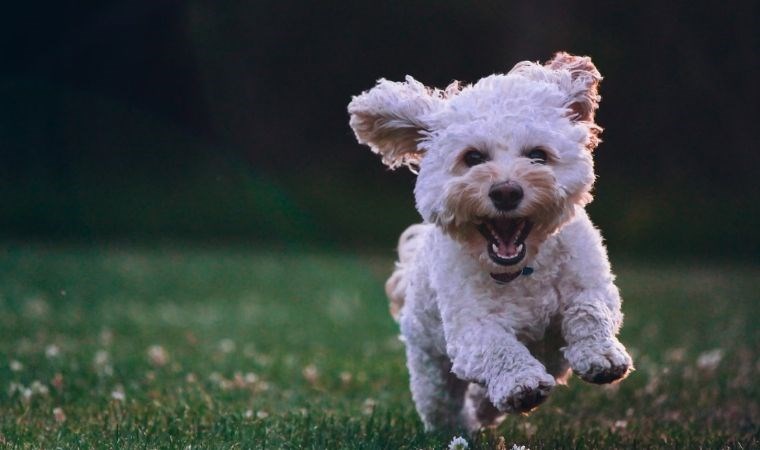 Köpekler stresin kokunusu alabiliyor! İşte yeni araştırma - Son Dakika Bilim Teknoloji Haberleri | Cumhuriyet