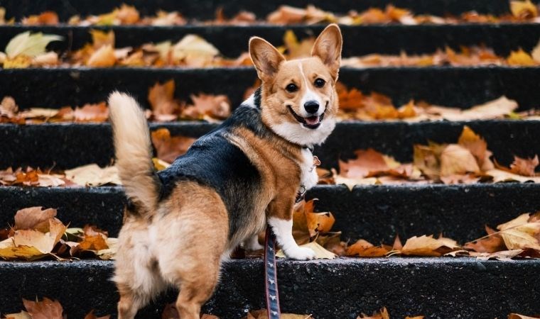 Köpekler stresin kokunusu alabiliyor! İşte yeni araştırma - Son Dakika Bilim Teknoloji Haberleri | Cumhuriyet