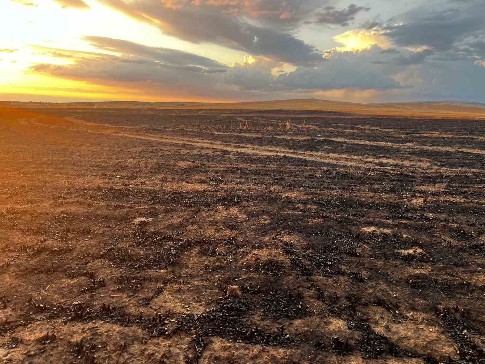 Yozgat’ta bin dönüm buğday ekili alanda yangın çıktı