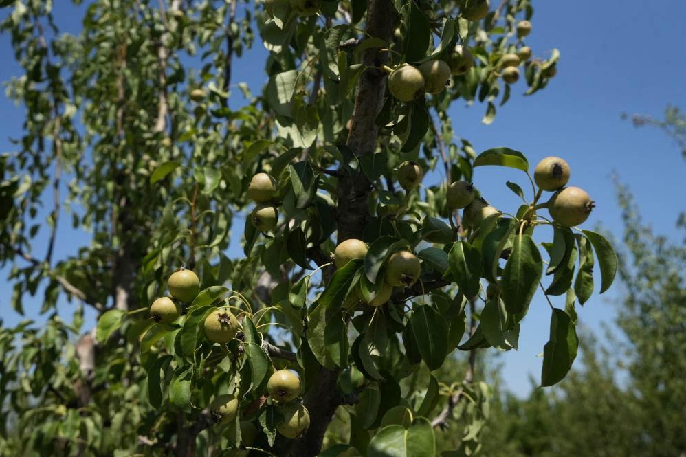 Komisyoncu sistemi çiftçiyi de tüketiciyi de mağdur ediyor