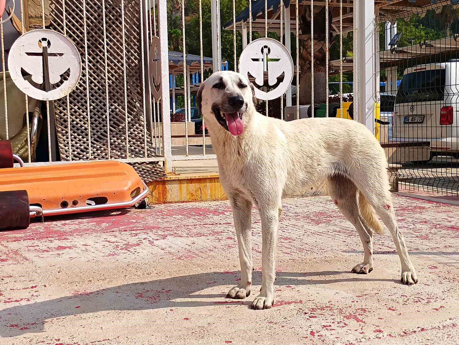 Deniz polisinden yürekleri ısıtan sokak köpeği kurtarma görevi