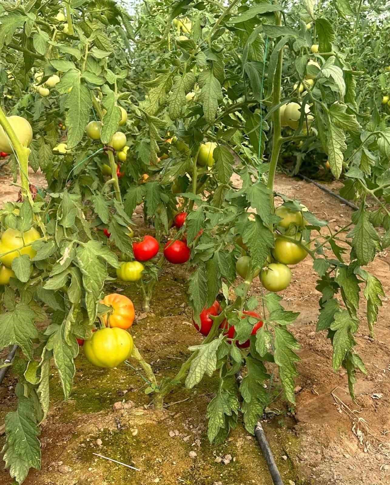 OKA desteğiyle Kargı’da kurulan serada ilk hasat yapıldı