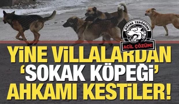 Mosso'dan sokak köpekleri üzerinden skandal çağrı! Hadsizlikte sınırları aştı