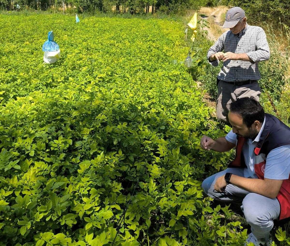 Emet’te üreticiler patates zararlıları ve gübreleme konularında bilgilendirildi