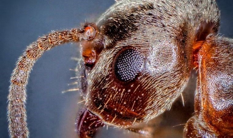 Karıncalar, yaralanan karıncalara ampütasyon uyguluyor - Son Dakika Bilim Teknoloji Haberleri | Cumhuriyet