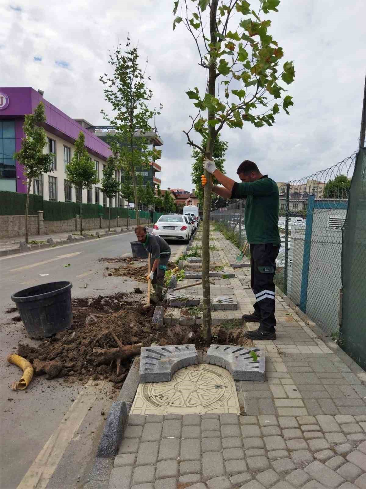 Ümraniye’de iklim krizine karşı 40 bin ağaç toprakla buluştu