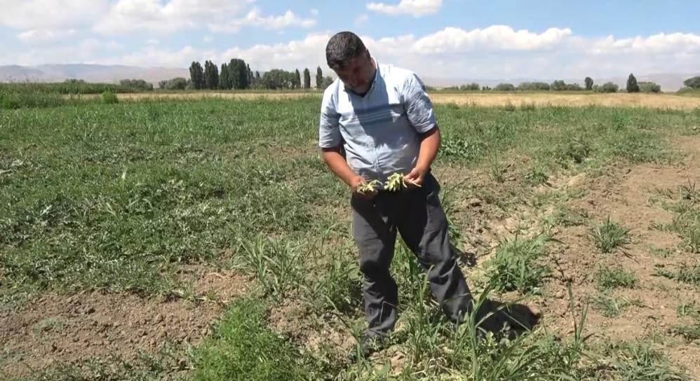 Muş’ta artan hava sıcaklıkları karpuz tarlasını vurdu